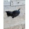 Котенок в добрые руки (котик)