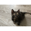 Котёнок-девочка в хорошие руки
